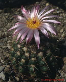 Notocactus cv. CHP60